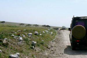 Wildebeest stampeeding by the thousands