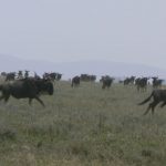 Wildebeest stampeeding by the thousands