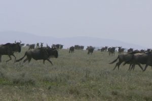 Wildebeest stampeeding by the thousands
