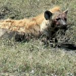 Hyena