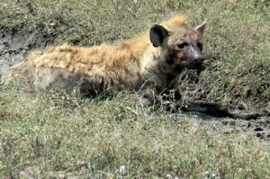 Hyena