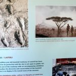 The Olduvai Museum displays the nearby famous 3.6 million year