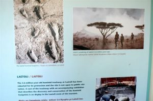 The Olduvai Museum displays the nearby famous 3.6 million year