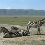 Zebras against the backdrop of the crater's rim. The crater formed