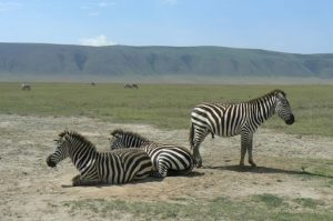 Zebras against the backdrop of the crater's rim. The crater formed