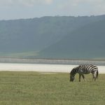 A zebra and flamingoes against the backdrop of the crater's