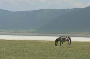 A zebra and flamingoes against the backdrop of the crater's