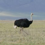 Ostriches are one of numerous birds that coexist peacefully with