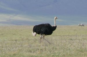 Ostriches are one of numerous birds that coexist peacefully with