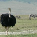 Ostriches are one of numerous birds that coexist peacefully with