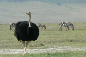 Ostriches are one of numerous birds that coexist peacefully with