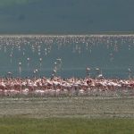 Flamingoes in a salt lake in the crater.