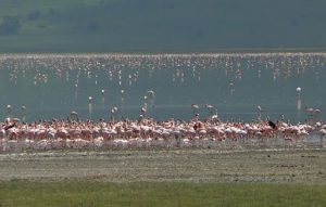 Flamingoes in a salt lake in the crater.
