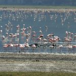 Flamingoes in a salt lake in the crater.