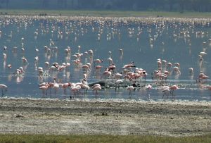 Flamingoes in a salt lake in the crater.