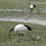 Birds walking along crater.