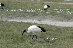 Birds walking along crater.
