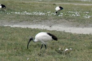 Birds walking along crater.