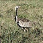 Kori Bustard birds