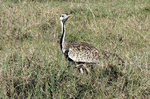 Kori Bustard birds