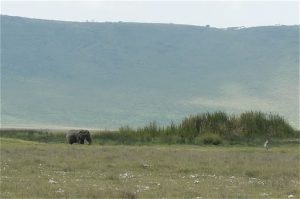 An elephant against the backdrop of the crater's rim. The crater