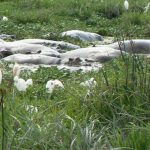 Egrets are one of numerous birds that coexist with large