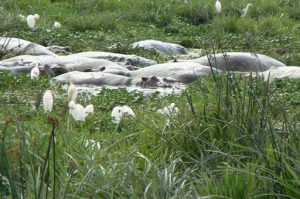 Egrets are one of numerous birds that coexist with large