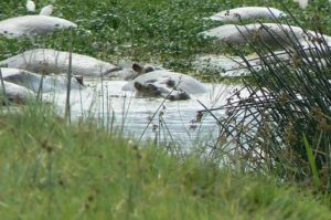 Hippos seem docile in the water but are dangerous on