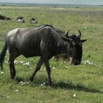 Wildebeest are the most populous animal in the crater.