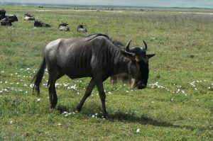 Wildebeest are the most populous animal in the crater.