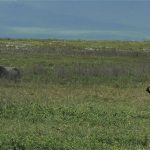 A sleeping rhinoceros and 2 grey crowned cranes