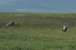 A sleeping rhinoceros and 2 grey crowned cranes