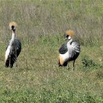 Grey crowned cranes