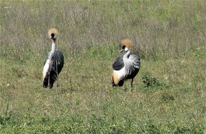 Grey crowned cranes