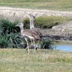 Kori Bustard birds