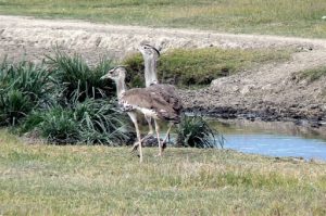 Kori Bustard birds