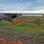 The next 10 photos are a sequence of a lion