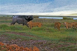 The next 10 photos are a sequence of a lion