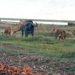 The lead lion approaches from behind while the others corner