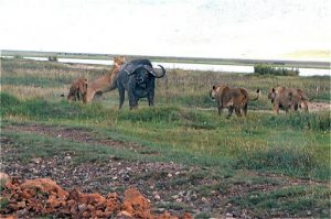 The lead lion approaches from behind while the others corner