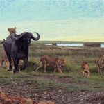 The lead lioness is unable to control the buffalo as