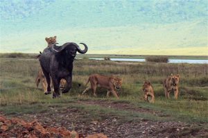 The lead lioness is unable to control the buffalo as