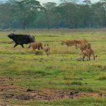 The buffalo makes his escape with only some scratches on