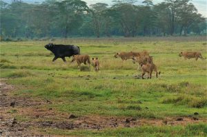 The buffalo makes his escape with only some scratches on