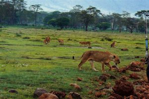 The lions give up their pursuit. One of the resaons