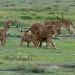 After the excitement the lions settled down for a nap.