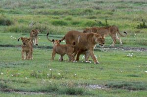 After the excitement the lions settled down for a nap.