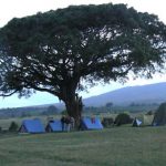 One of the campsites in the Ngorongoro Conservation Area. Large animals