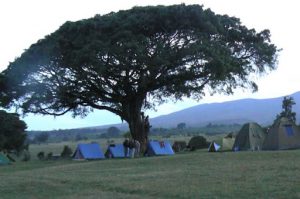 One of the campsites in the Ngorongoro Conservation Area. Large animals