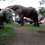 In the morning an elephant came into camp seeking water